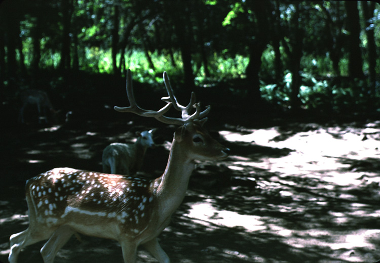 83-07-00, 05, Deer at Petting Zoo, PA