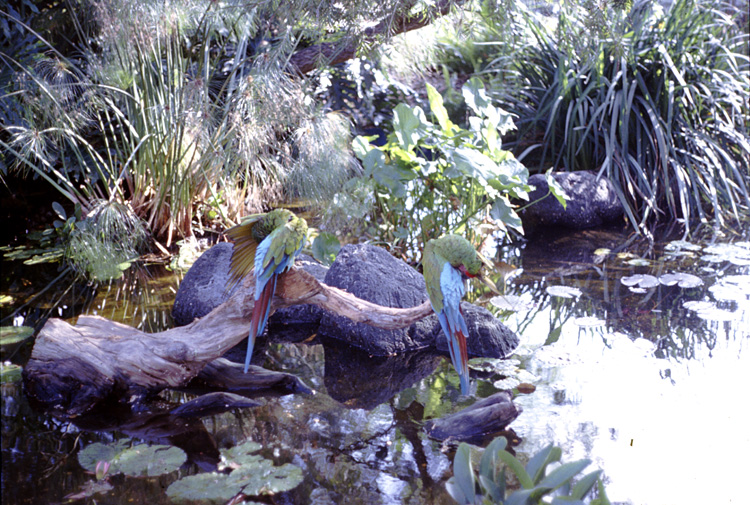 86-12-28, 00, Birds at Sea World, Florida