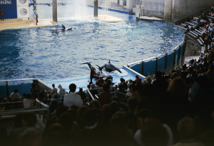 86-12-28, 29, Main Show at Sea World, Florida