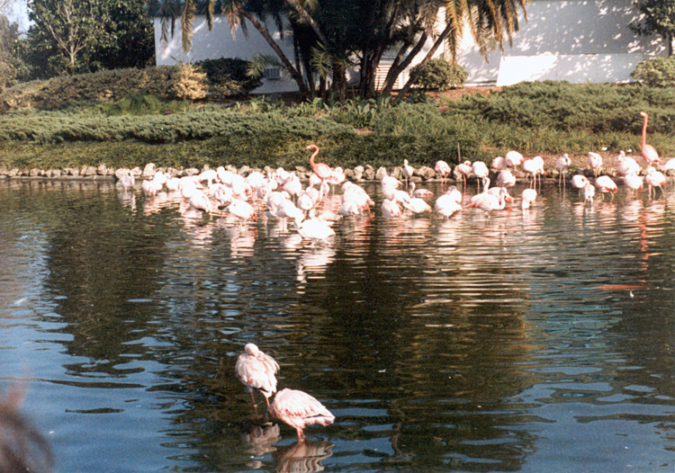 86-12-28, 44, Sea World in Florida