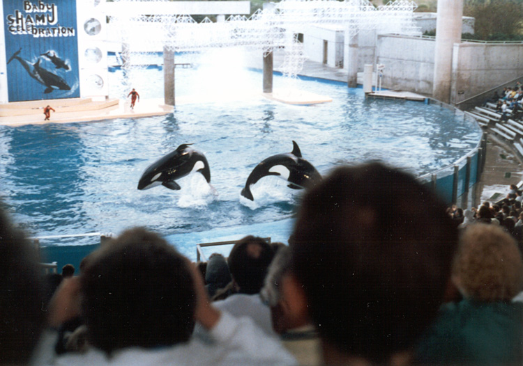 86-12-28, 56, Main Show at Sea World in Florida