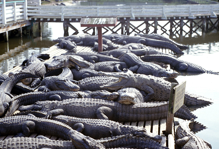 86-12-29, 01, Alligators, Gator Land in Florida