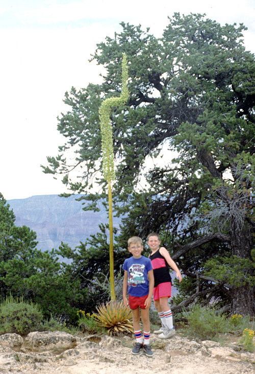 90-08-06, 29, Grand Canyon National Park. Arizona