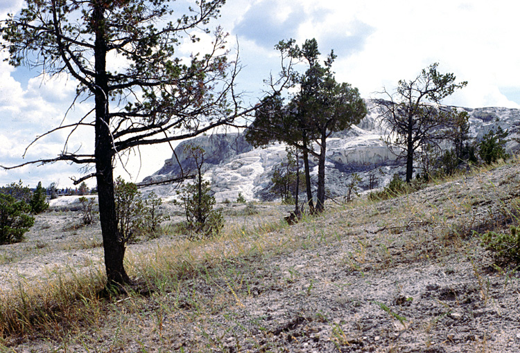 90-08-08, 33, Yellow Stone National Park. Wyoming