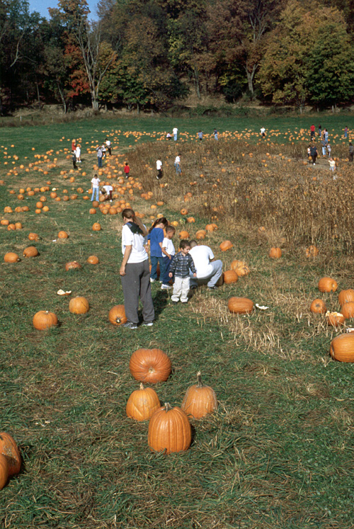 00-10-14, 11, Mikey and Pumkins, Pumkin Picking Farm, NJ