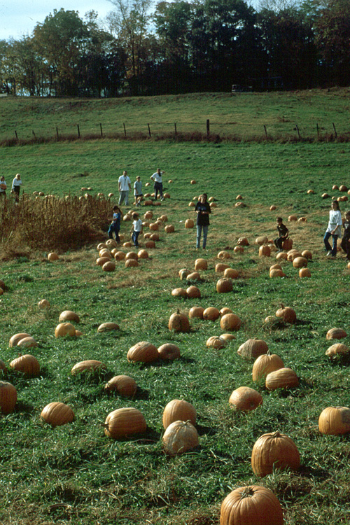 00-10-14, 12, Mikey and Pumkins, Pumkin Picking Farm, NJ