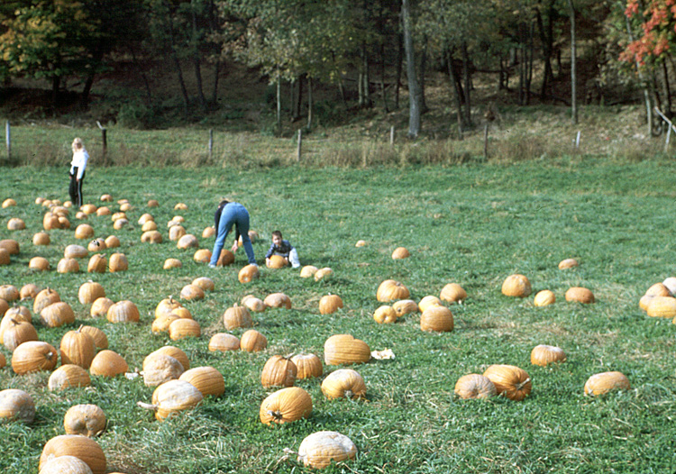 00-10-14, 14, Mikey and Pumkins, Pumkin Picking Farm, NJ