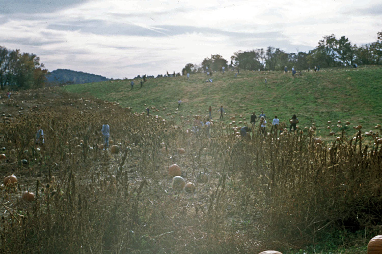 00-10-14, 18, Mikey and Pumkins, Pumkin Picking Farm, NJ