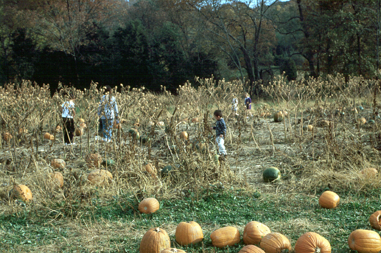 00-10-14, 19, Mikey and Pumkins, Pumkin Picking Farm, NJ