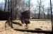 01-04-13, 15, Emu, Turtle Back Zoo