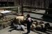 01-04-13, 21, Mikey with Goat & Sheep, Turtle Back Zoo