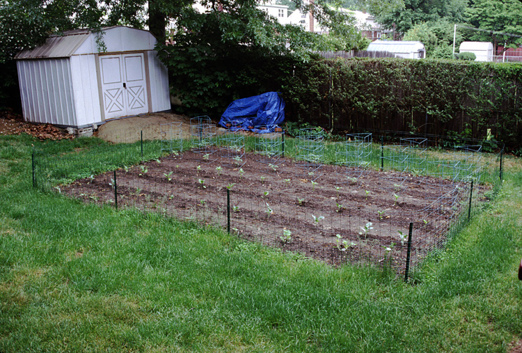 01-05-26, 09, Garden in back yard, Saddle Brook, NJ