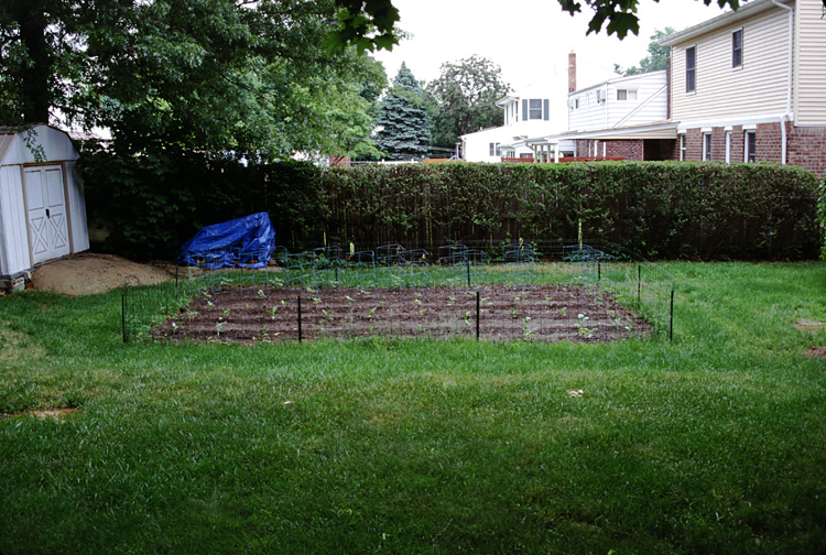 01-05-26, 10, Garden in back yard, Saddle Brook, NJ