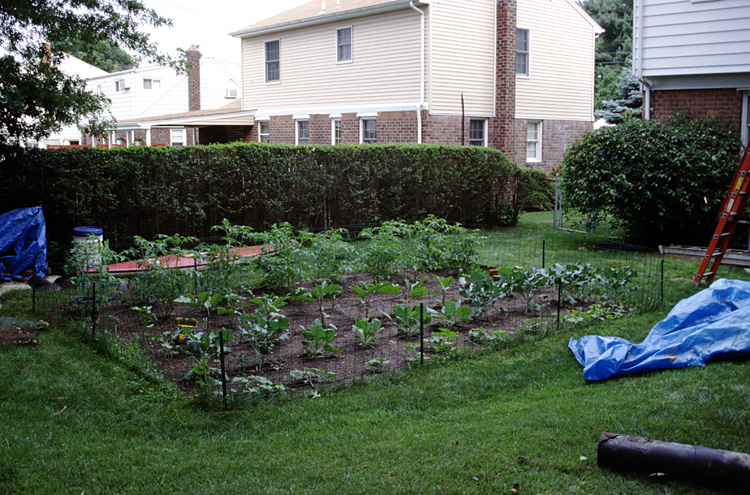 01-06-24, 15, Garden in back yard, Saddle Brook, NJ