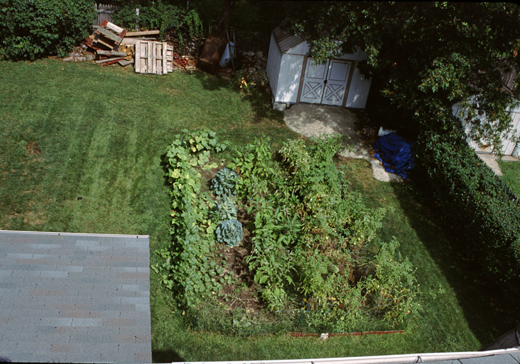 01-08-25, 03, Garden in back yard, Saddle Brook, NJ