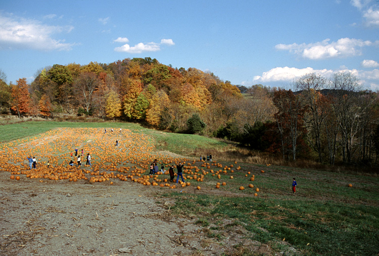 01-10-20, 19, Mikey and Pumkins, Pumkin Picking Farm, NJ