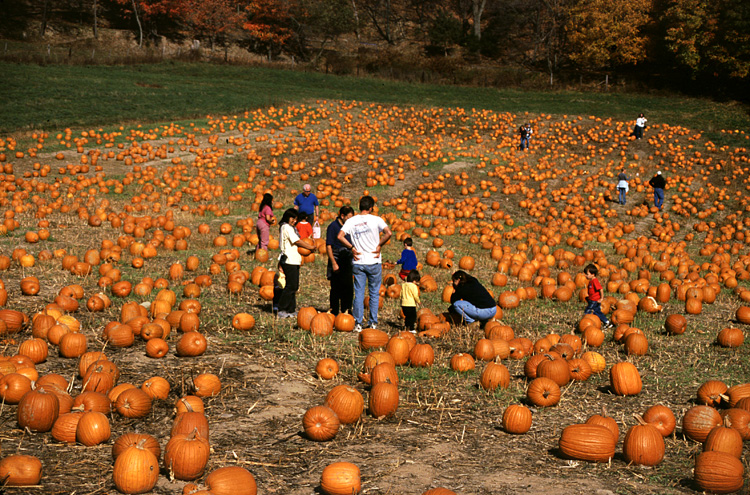 01-10-20, 20, Mikey and Pumkins, Pumkin Picking Farm, NJ