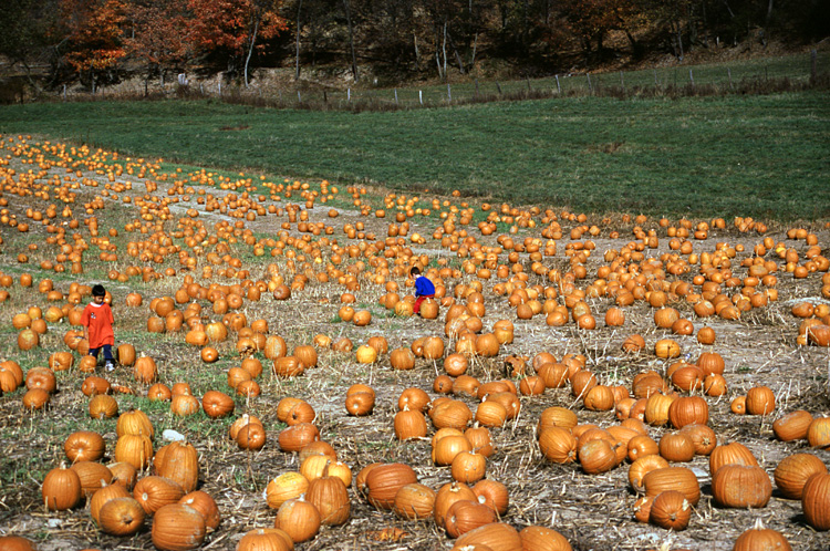 01-10-20, 21, Mikey and Pumkins, Pumkin Picking Farm, NJ