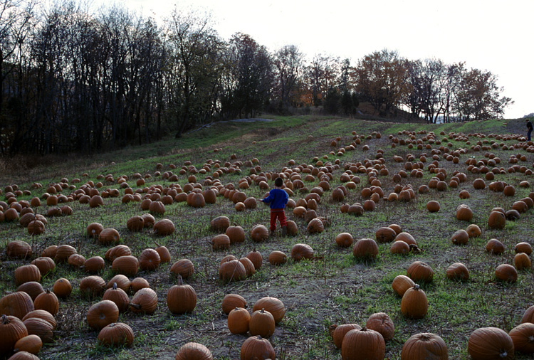 01-10-20, 23, Mikey and Pumkins, Pumkin Picking Farm, NJ