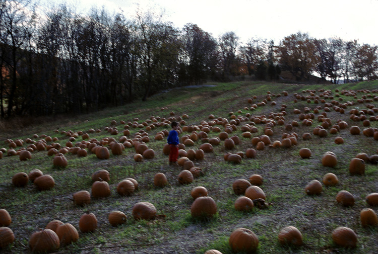 01-10-20, 24, Mikey and Pumkins, Pumkin Picking Farm, NJ