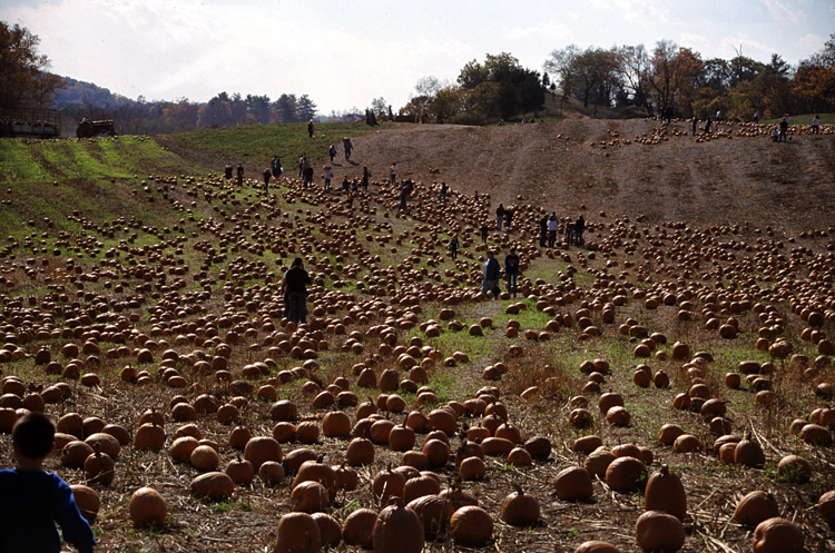 01-10-20, 27, Mikey and Pumkins, Pumkin Picking Farm, NJ