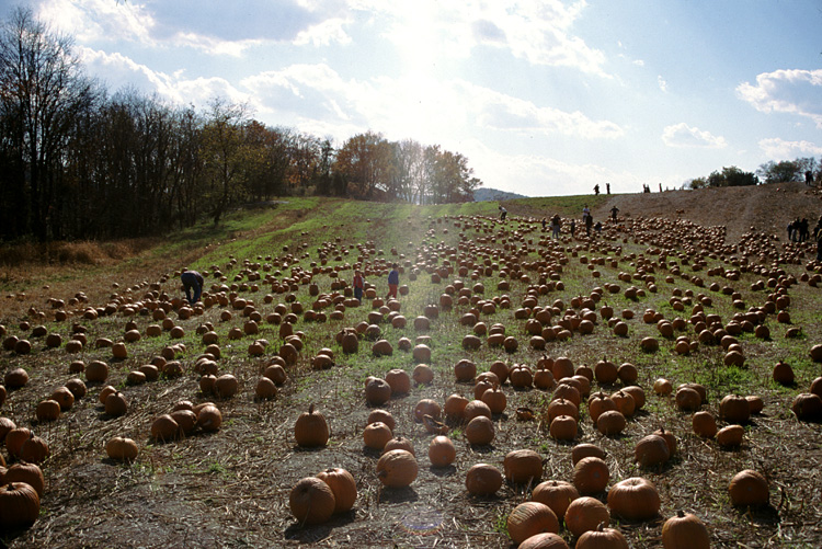 01-10-20, 28, Mikey and Pumkins, Pumkin Picking Farm, NJ