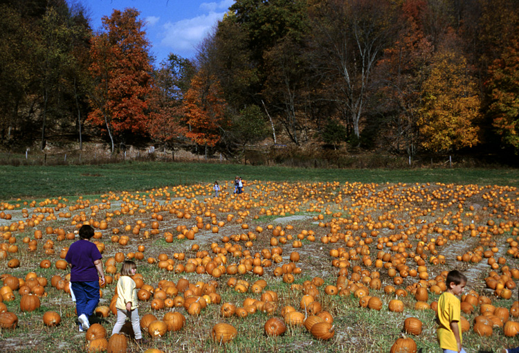 01-10-20, 29, Mikey and Pumkins, Pumkin Picking Farm, NJ