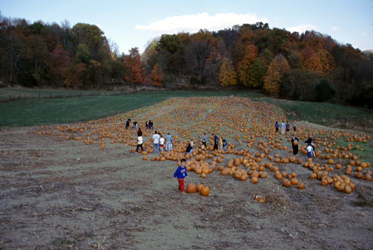 01-10-20, 30, Mikey and Pumkins, Pumkin Picking Farm, NJ