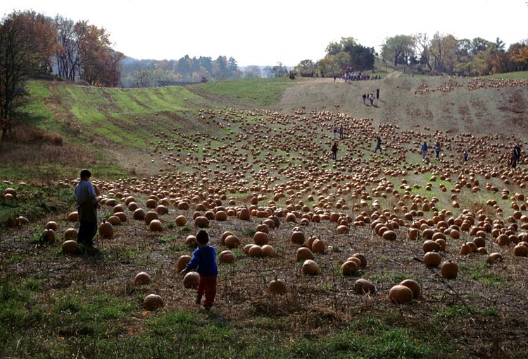 01-10-20, 34, Mikey and Pumkins, Pumkin Picking Farm, NJ