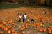 01-10-20, 20, Mikey and Pumkins, Pumkin Picking Farm, NJ