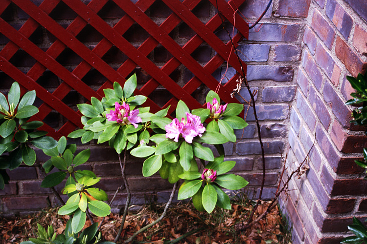 02-05-18, 03, Side of House, Saddle Brook, NJ