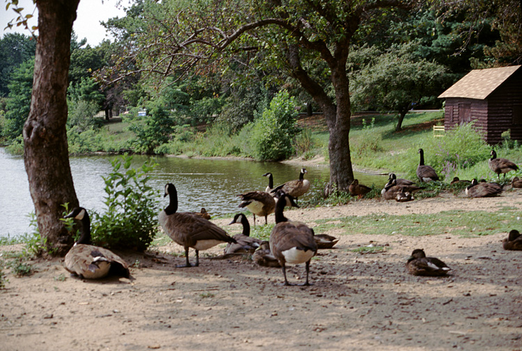 02-08-23, 07, Ducks and Geese, Saddle River Park, NJ