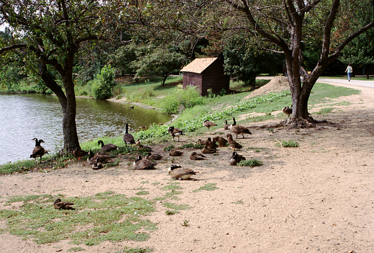 02-08-23, 08, Ducks and Geese, Saddle River Park, NJ