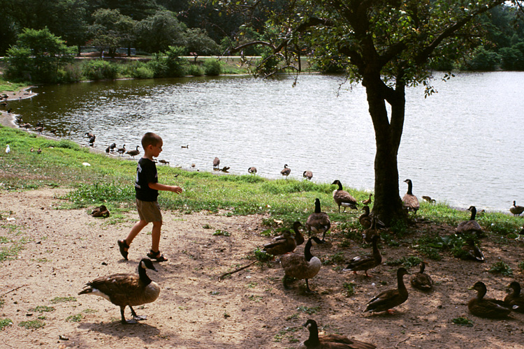 02-08-23, 11, Mikey trying to catch a Duck, SR Park, NJ