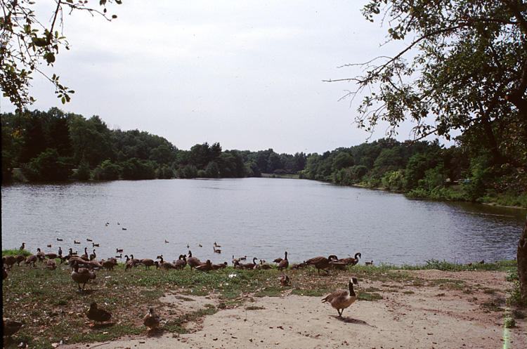 02-08-23, 14, Ducks and Geese, Saddle River Park, NJ