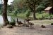 02-08-23, 07, Ducks and Geese, Saddle River Park, NJ