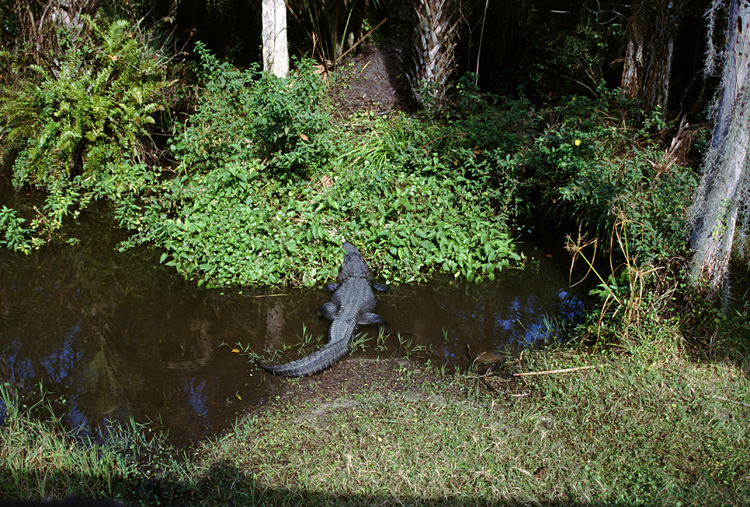 02-12-22, 07, Florida Central Zoo, Florida