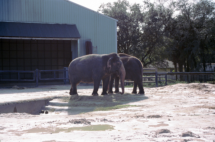 02-12-22, 13, Florida Central Zoo, Florida