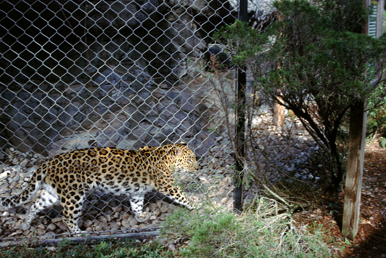 02-12-22, 16, Florida Central Zoo, Florida