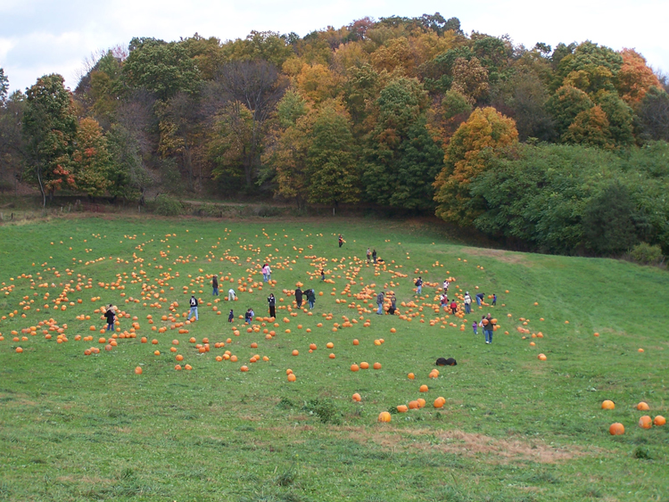 04-10-16, 35, The entire Pumpkin Patch, New Jersey