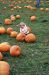 04-10-16, 04, Connor selecting a pumpkin, New Jersey