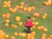 04-10-16, 28, Mikey selecting a pumpkin, New Jersey