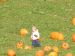 04-10-16, 30, Connor selecting a Pumpkin, New Jersey