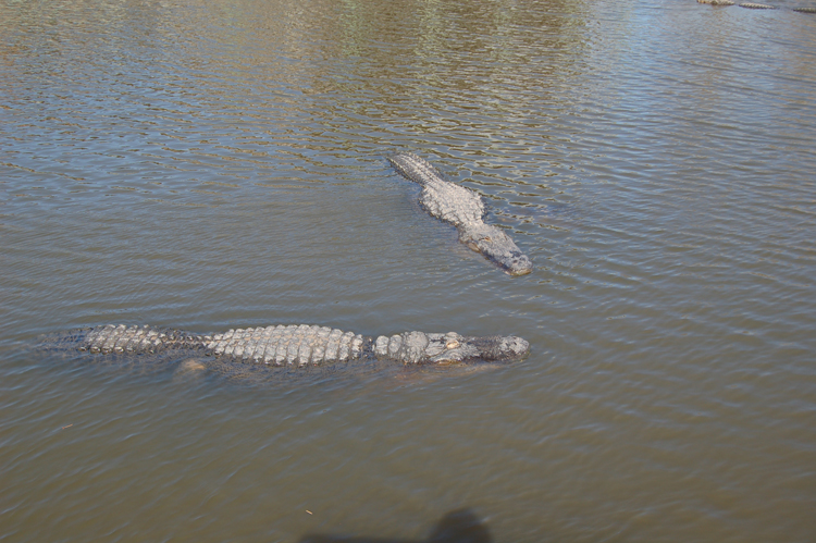 06-02-27, 13, Aligators, Gator Land, Fl