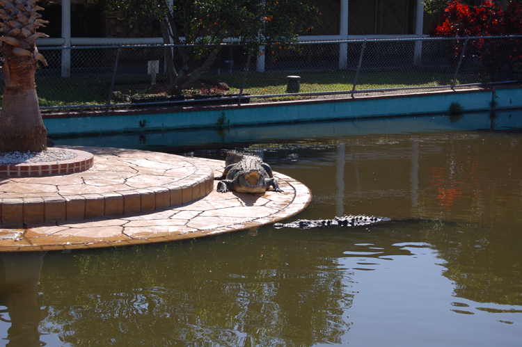 06-02-27, 14, Aligators, Gator Land, Fl