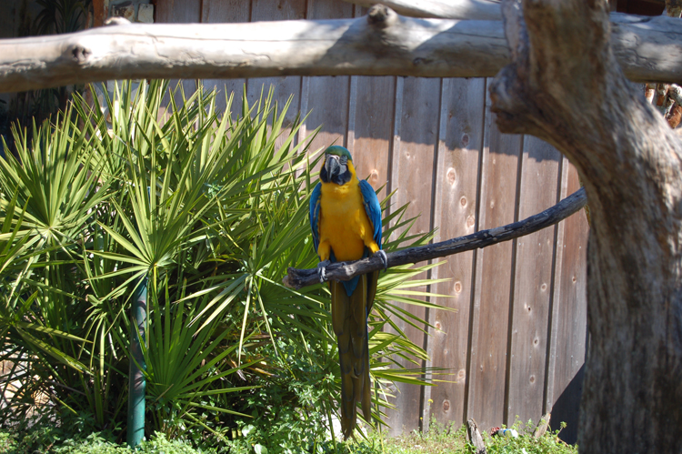 06-02-27, 16, Parrots, Gator Land, Fl