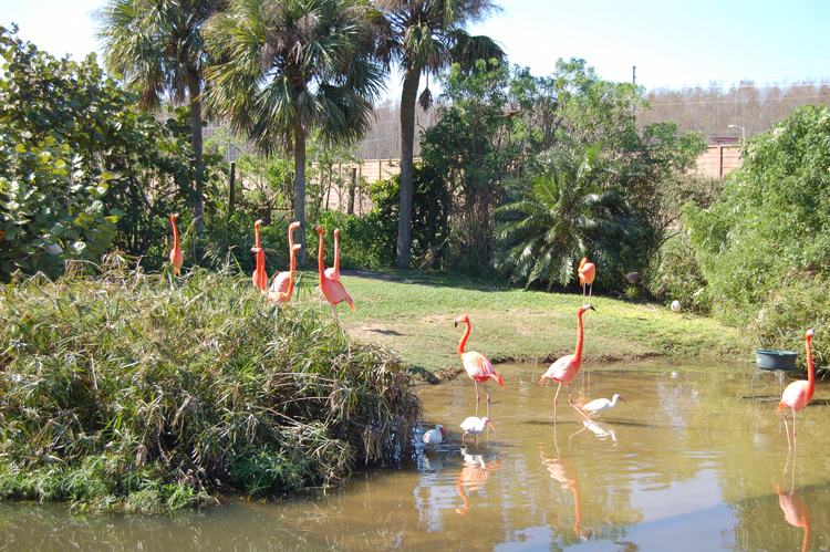 06-02-27, 17, Flamingos,  Gator Land, Fl