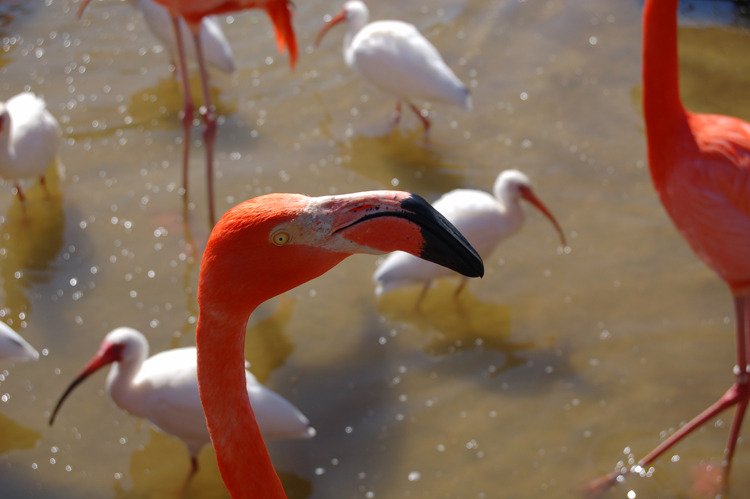 06-02-27, 18, Flamingos,  Gator Land, Fl