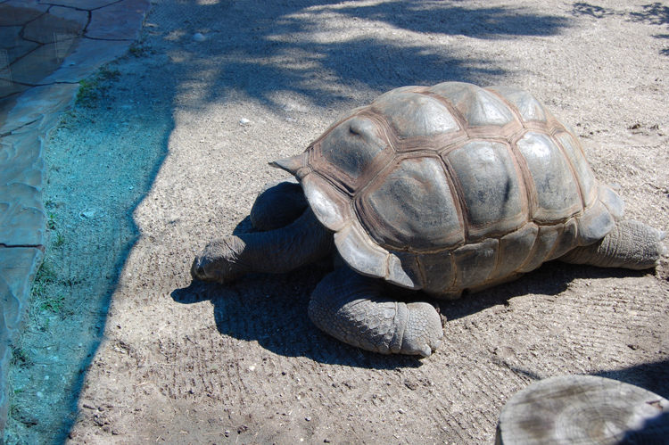 06-02-27, 40, Turtle, Gator Land, Fl