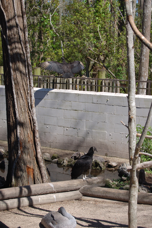 06-02-27, 43, Condor, Gator Land, Fl